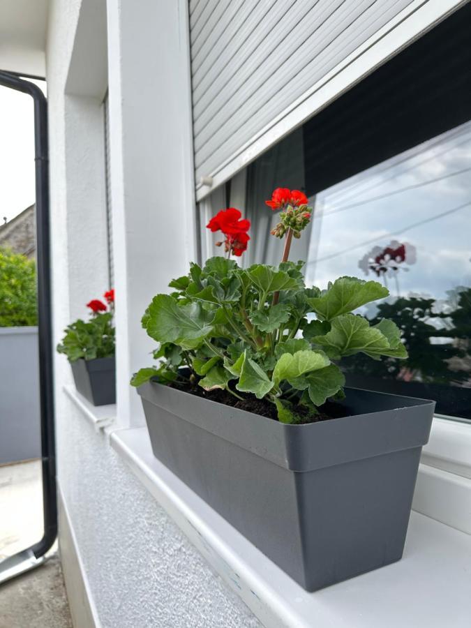 Apartman Maja Srbobran 外观 照片